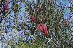 Hakea francisiana