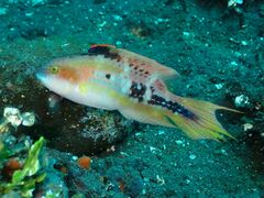 Oxycheilinus bimaculatus