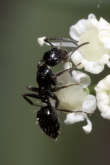 Camponotus piceus