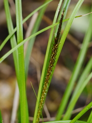 Carex uncinata