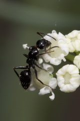 Camponotus piceus