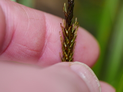 Carex uncinata