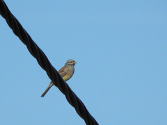 Emberiza cirlus