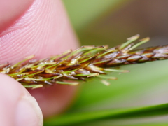 Carex uncinata