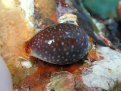 Staphylaea staphylaea