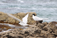 Sterna striata striata