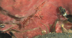 Rhynchocinetes durbanensis