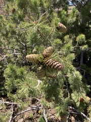 Pinus flexilis