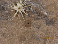 Myrmecocystus mexicanus