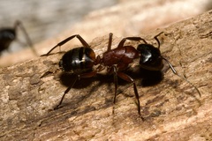 Camponotus ligniperda
