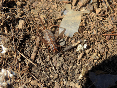 Gryllomorpha longicauda