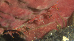 Rhynchocinetes durbanensis