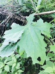 Smallanthus maculatus