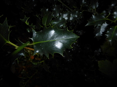 Ilex aquifolium