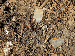 Gryllomorpha longicauda