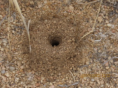 Myrmecocystus mexicanus