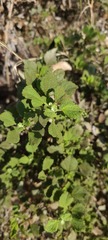Ambrosia chenopodiifolia