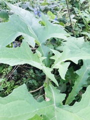 Smallanthus maculatus