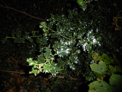 Ilex aquifolium