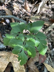 Sceptridium biternatum