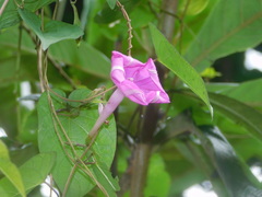 Ipomoea dumosa