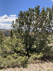Pinus flexilis