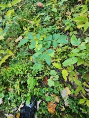 Taenidia integerrima