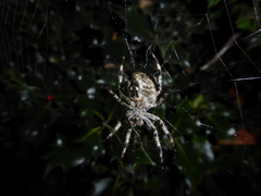 Araneus diadematus