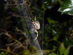 Araneus diadematus