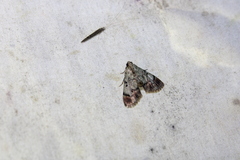 Epipaschia superatalis