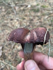 Chroogomphus vinicolor