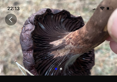 Chroogomphus vinicolor