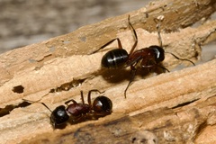 Camponotus ligniperda