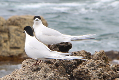 Sterna striata striata