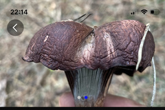 Chroogomphus vinicolor