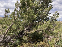 Pinus flexilis