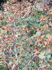 Acer opalus