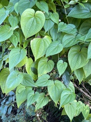 Dioscorea bulbifera
