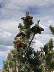Pinus flexilis