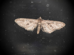 Eupithecia oxycedrata