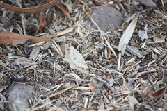 Psamatodes abydata