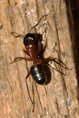 Camponotus ligniperda
