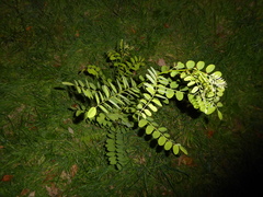 Robinia pseudoacacia