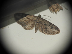 Eupithecia pusillata