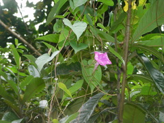 Ipomoea dumosa
