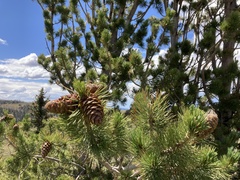 Pinus flexilis