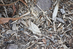 Psamatodes abydata
