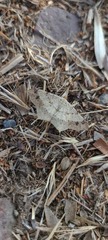 Psamatodes abydata
