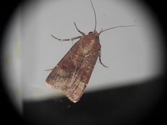 Agrotis trux