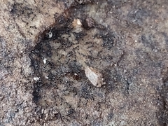 Monomorium minimum